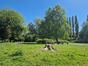 Saule blanc