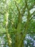 Acer saccharinum var. laciniatum – Jette, Parc Roi Baudouin phase 1 –  25 Juillet 2014