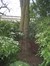 Japanse notenboom – Elsene, Solvaypark, Elyzeese Veldenstraat, 43 –  24 September 2014