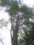 Japanse notenboom – Elsene, Solvaypark, Elyzeese Veldenstraat, 43 –  24 September 2014
