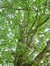 Japanse notenboom – Brussel, Openbaar park van Laeken –  01 Oktober 2014