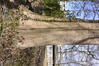 Erable sycomore – Uccle, Hippodrome de Boitsfort –  27 Mars 2023