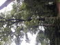 Chêne pédonculé – Uccle, Parc de la Sauvagère –  23 Mai 2022