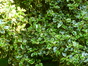 Ilex aquifolium 'Albomarginata' – Uccle, Parc de la Sauvagère –  05 Juin 2015