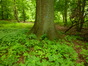 Chêne pédonculé – Auderghem, Forêt de Soignes –  29 Juin 2015