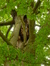 Chêne pédonculé – Uccle, Hippodrome de Boitsfort –  23 Juillet 2015