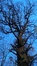 Chêne pédonculé – Uccle, Hippodrome de Boitsfort –  25 Novembre 2015