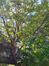 Acer griseum – Elsene, Tenboschpark –  11 Juli 2023