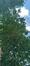 Acer macrophyllum – Elsene, Tenboschpark –  11 Juli 2023
