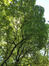 Acer tataricum subsp. ginnala – Elsene, Tenboschpark –  11 Juli 2023