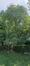 Aesculus flava – Elsene, Tenboschpark –  11 Juli 2023