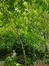 Alnus pendula – Elsene, Tenboschpark –  11 Juli 2023