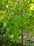Alnus pendula – Ixelles, Parc Tenbosch –  11 Juillet 2023