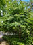 Cornouiller à feuilles alternes – Ixelles, Parc Tenbosch –  11 Juillet 2023