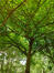 Cornus alternifolia – Elsene, Tenboschpark –  11 Juli 2023