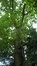 Chêne pédonculé – Uccle, Avenue Blücher, 158 –  08 Juin 2016