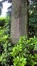 Chêne pédonculé – Uccle, Avenue Blücher, 158 –  08 Juin 2016
