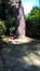 Pinus nigra 'Austriaca' – Ukkel, Tuin van het huis Grégoire, Dieweg, 292 –  18 Juli 2016