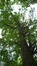 Japanse notenboom – Evere, Begraafplaats van Brussel –  11 August 2016