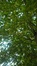 Ptérocaryer à feuilles de frêne – Bruxelles, Rue du Trône, 36 –  14 Septembre 2016