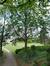 Erable sycomore – Forest, Parc de Forest, parc –  06 Mai 2021