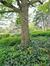 Erable sycomore – Forest, Parc de Forest, parc –  06 Mai 2021