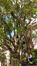 Hemelboom &ndash; Brussel, Johannalaan, 27 &ndash;  16 September 2026