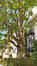 Hemelboom &ndash; Brussel, Johannalaan, 27 &ndash;  16 September 2026