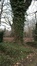 Witte paardenkastanje – Evere, Begraafplaats van Brussel –  06 February 2017