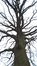 Chêne pédonculé – Evere, Cimetière de Bruxelles –  06 Février 2017