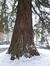 Sequoia géant – Bruxelles, Avenue Franklin Roosevelt, 115 –  18 Janvier 2013