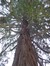 Sequoia géant – Bruxelles, Avenue Franklin Roosevelt, 115 –  18 Janvier 2013