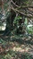 Mammoetboom – St.- Pieters - Woluwe, Park van Woluwe –  09 Juli 2013