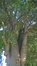 Japanse notenboom – Brussel, Palfynsquare, Generaal de Ceunincklaan –  12 Oktober 2017