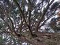 Sequoia géant – Schaerbeek, Parc Albert ou Terdelt –  03 Avril 2024