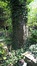 Aulne à feuilles cordées – Ganshoren, Ancien Cimetière de Ganshoren –  18 Avril 2018