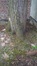Tilleul à petites feuilles – Uccle, Avenue des Sorbiers, 3 –  26 Avril 2018
