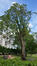 Hemelboom