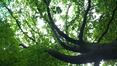 Chêne pédonculé – Bruxelles, Parc du Kluis ou parc Meudon, Rue de Meudon –  14 Mai 2020