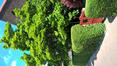 Magnolier de Soulange – Ganshoren, Square du Centenaire, Square du Centenaire, 24 –  19 Mai 2020