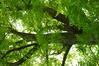 Caryer à folioles cordées &ndash; Bruxelles, Parc public de Laeken, Avenue de la Dynastie &ndash;  01 Juin 2026