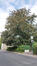 Rode beuk &ndash; Ukkel, Sint-Jobsesteenweg, 592 &ndash;  05 August 2026