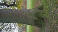 Chêne pédonculé – Bruxelles, Bois de la Cambre –  19 Novembre 2020