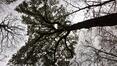 Chêne pédonculé – Bruxelles, Bois de la Cambre, Chemin de l'Aube –  01 Décembre 2020