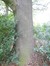 Fraxinus excelsior var. elegantissima – Brussel, Openbaar park van Laeken –  09 Oktober 2014