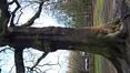 Chêne pédonculé – Bruxelles, Bois de la Cambre –  04 Février 2021