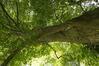 Tilleul à petites feuilles – Watermael-Boitsfort, Avenue des Nymphes, 56-58