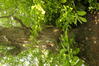 Kleinbladige linde – Watermaal-Bosvoorde, Nimfenlaan, 56-58