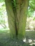 Magnolia acuminata – Brussel, Openbaar park van Laeken –  10 August 2012