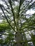 Picea orientalis – Brussel, Openbaar park van Laeken –  02 Oktober 2014